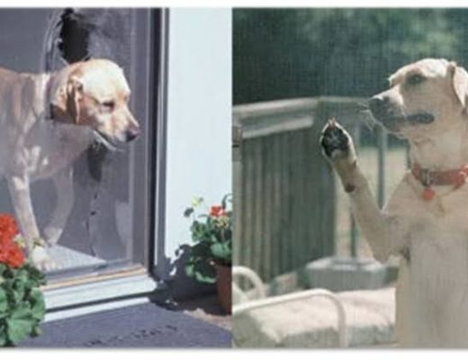 Pet resistent mesh